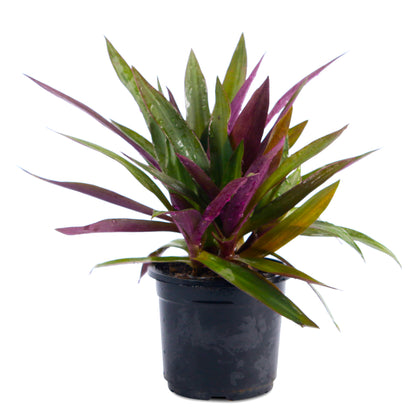 Rhoeo Neon Live Plant witth Black Nursary Pot