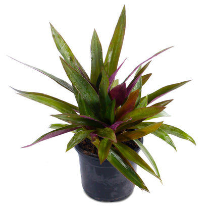 Rhoeo Neon Live Plant witth Black Nursary Pot