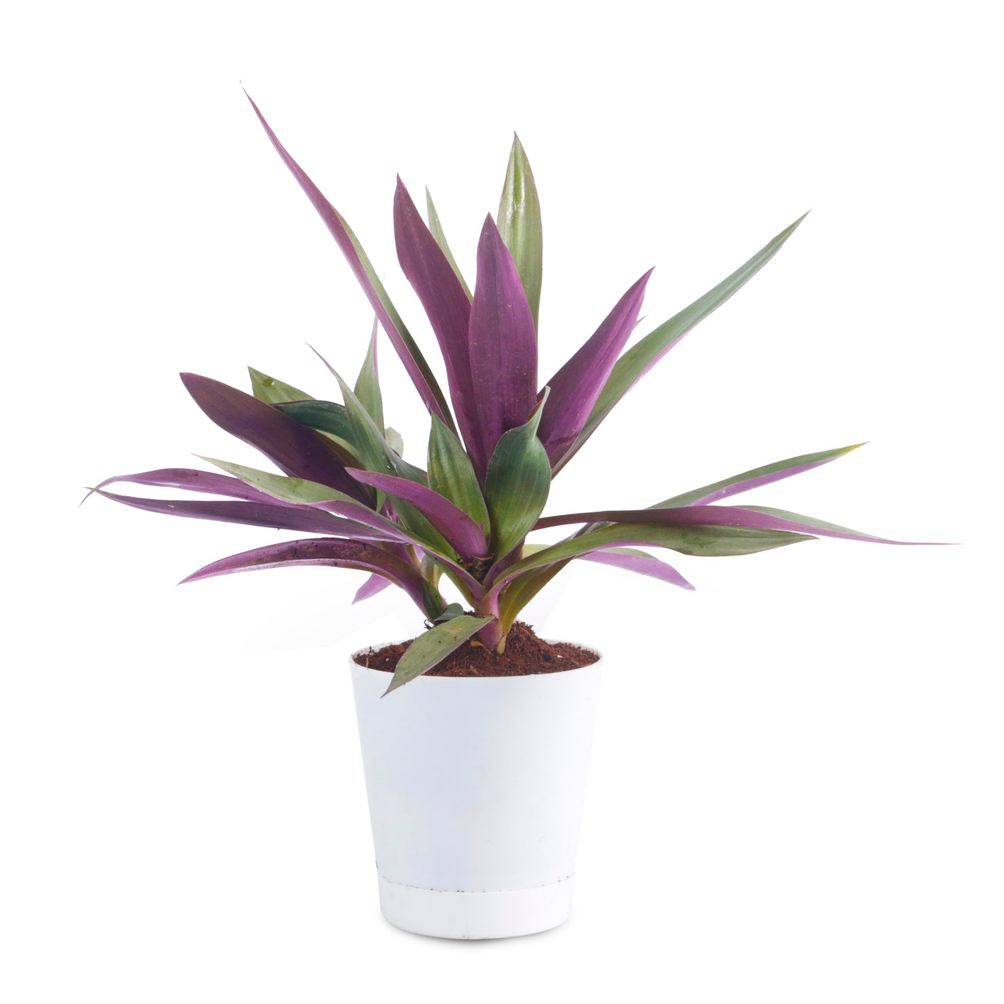 Rhoeo Neon Indoor Plants With White Self Watering Pot