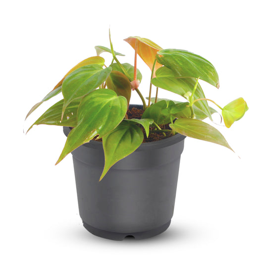 Oxycardium Green (Philodendron Hederaceum) Plant with Black Nursery Pot