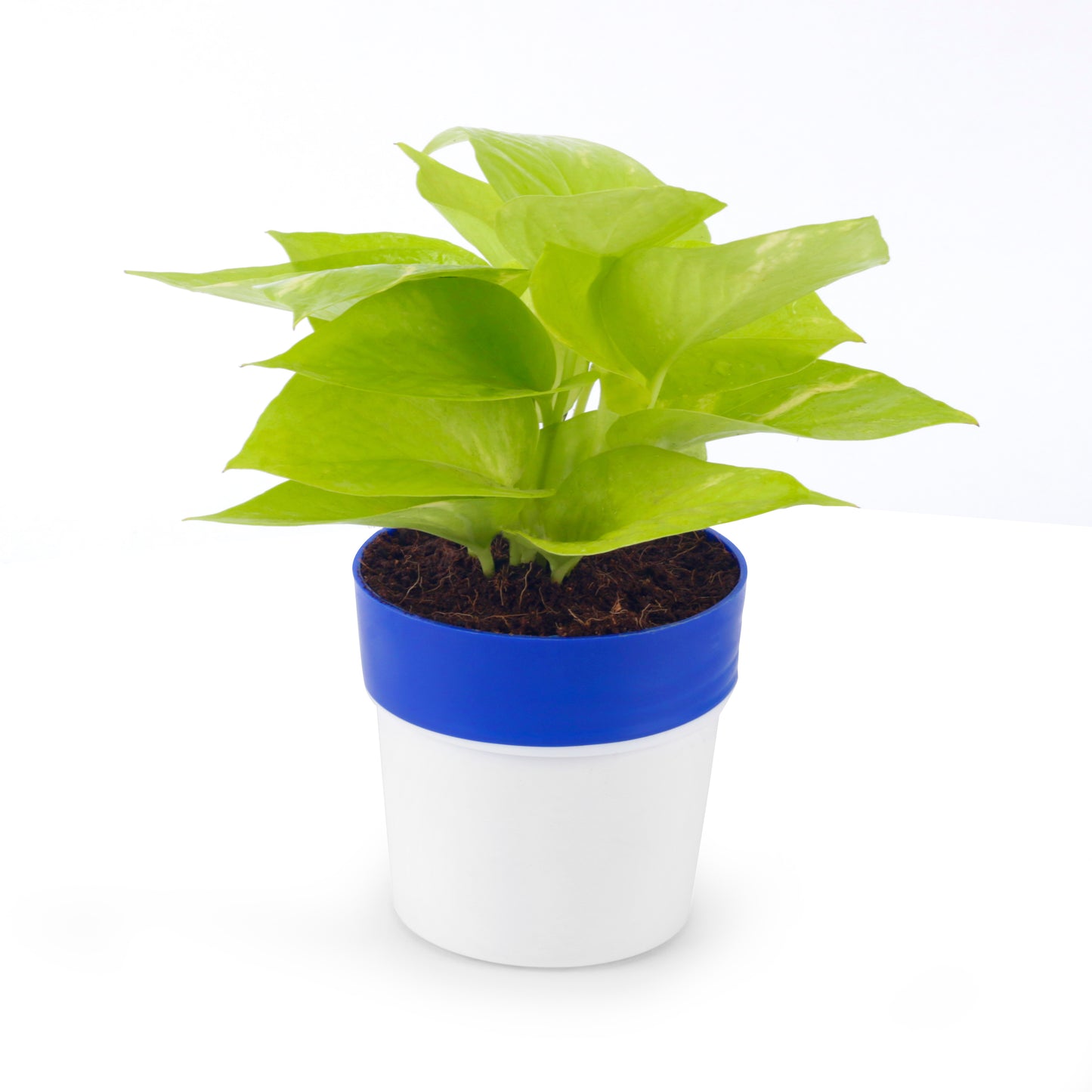 Golden Money Plant With Blue and White Round Pot