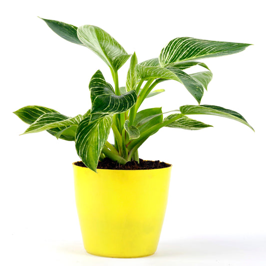 Philodendron Birkin Natural Plant with Yellow Pot