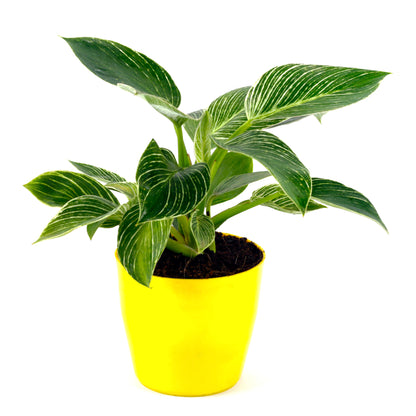 Philodendron Birkin Natural Plant with Yellow Pot