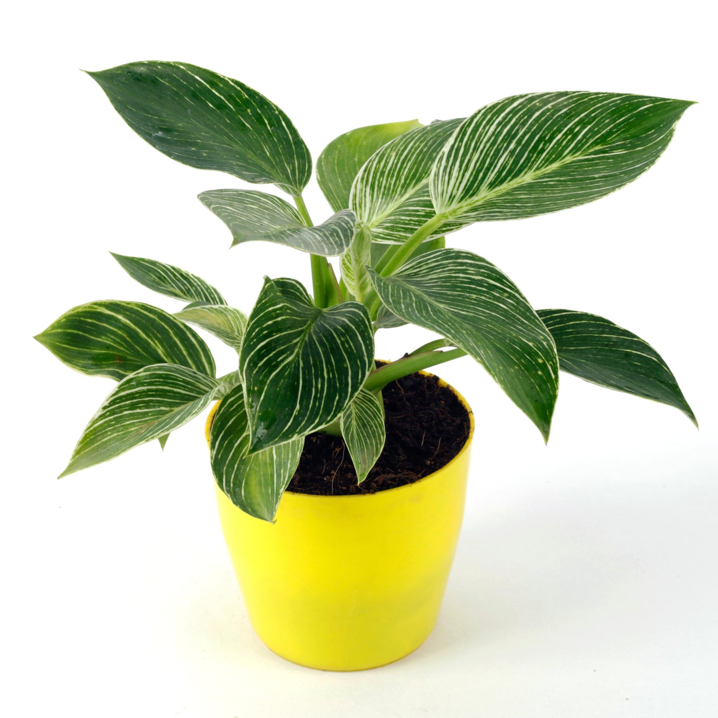 Philodendron Birkin Natural Plant with Yellow Pot