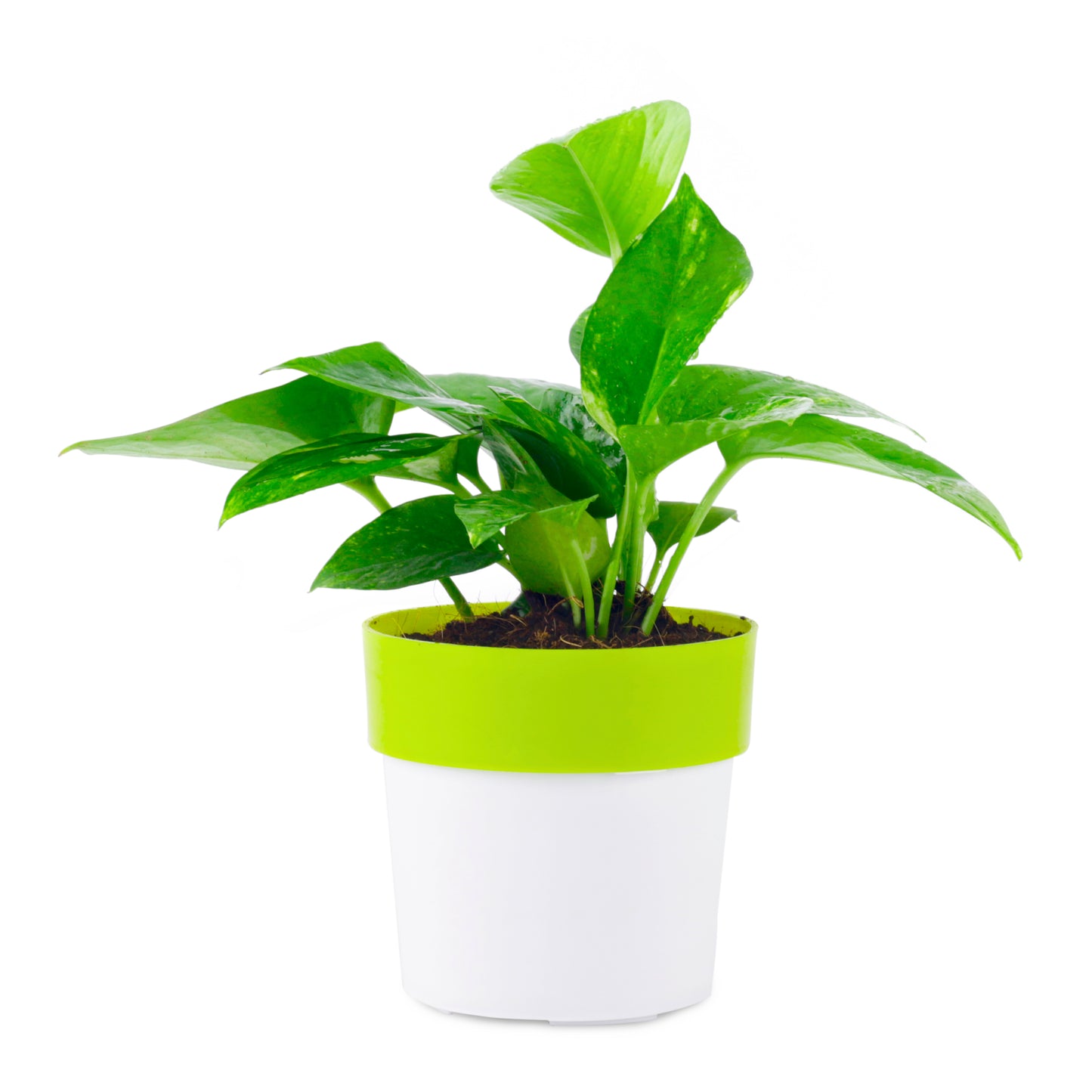 Green Money Plant