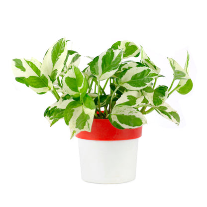 Pothos Money Plant with Red and White Round Pot