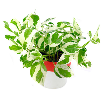 Pothos Money Plant with Red and White Round Pot