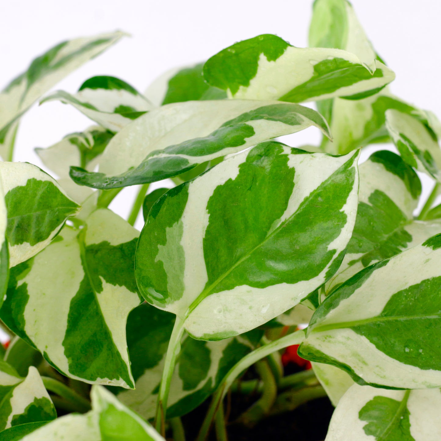 Pothos Money Plant with Red and White Round Pot