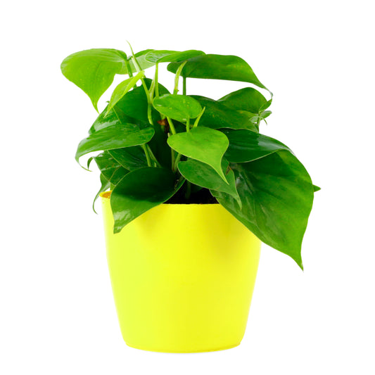 Philodendron Oxycardium Green Natural Live Plant in Yellow Pot