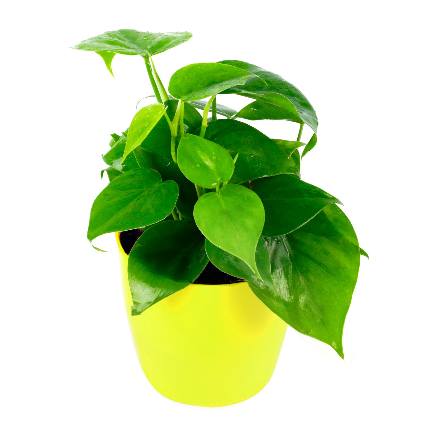 Philodendron Oxycardium Green Natural Live Plant in Yellow Pot