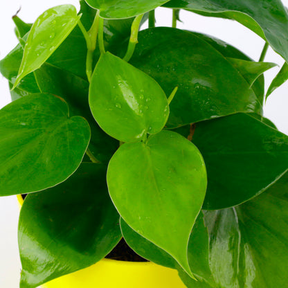 Philodendron Oxycardium Green Natural Live Plant in Yellow Pot