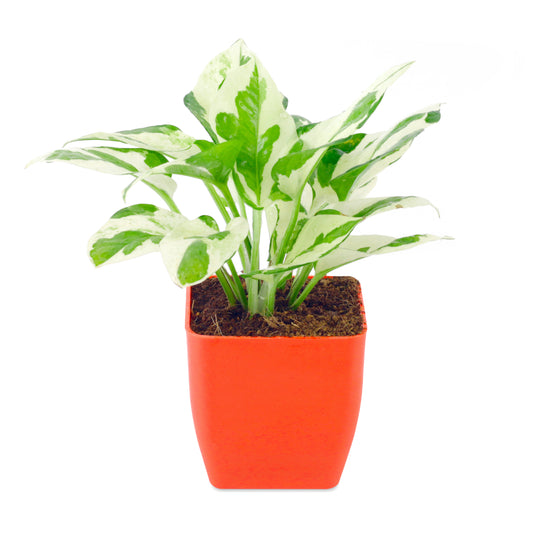 Pothos Money Plant with Red Square Plastic Pot