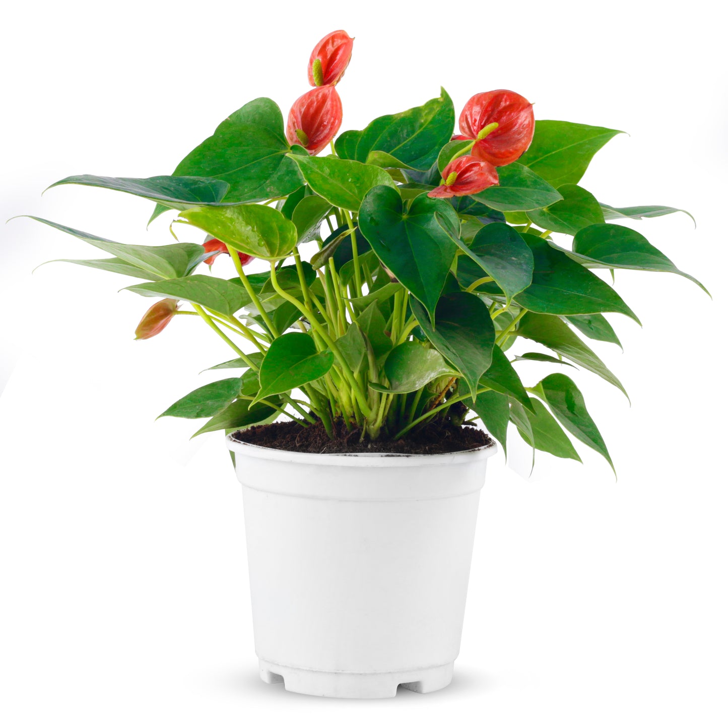 Anthurium live plant with white plastic pot