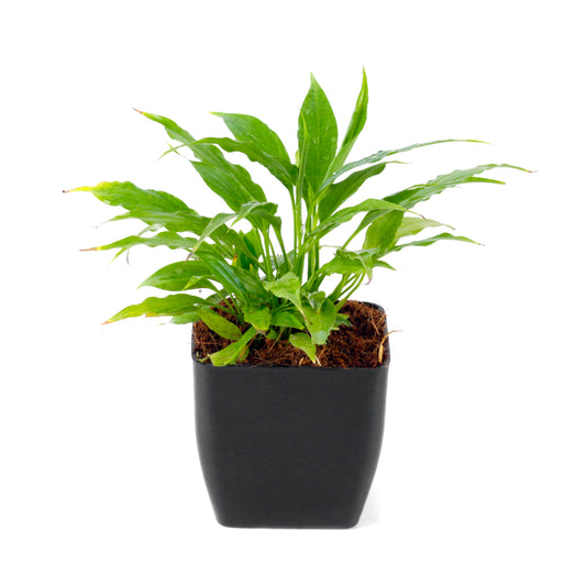 Peace Lily (Spathiphyllum Plant) Plant with Black Square Pot