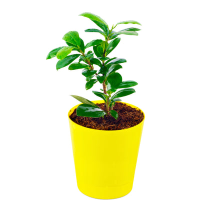 Ficus Compacta live plant with Yellow Round Pot