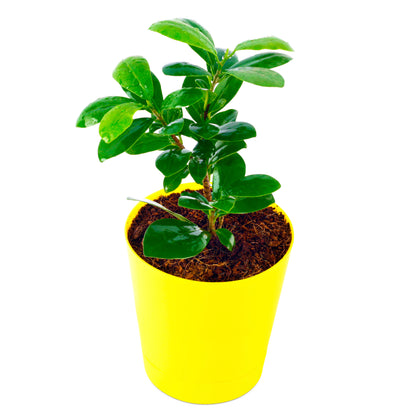 Ficus Compacta live plant with Yellow Round Pot