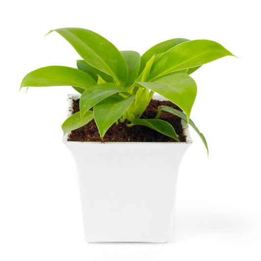 Philodendron Moonshine Live Plant with white Square pot