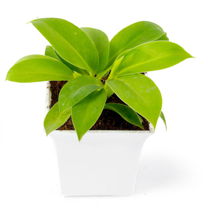 Philodendron Moonshine Live Plant with white Square pot