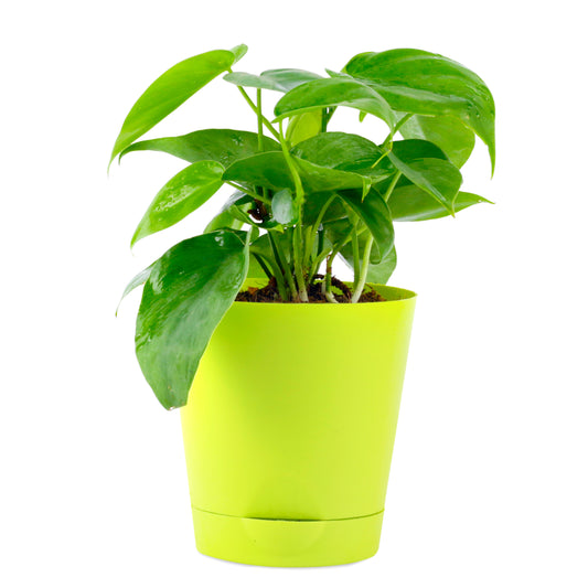 Green Money Plant in Yellow Self Watering Pot