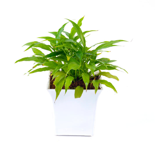 Peace lily live plant with square white plastic Pot
