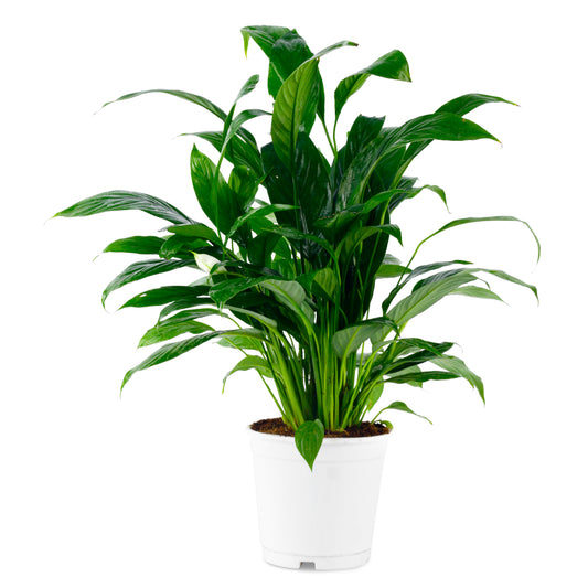 Peace Lily Live Imported Plant with Pot