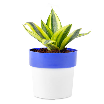 Sansevieria Mint Snake Live plant With White/Blue Pot