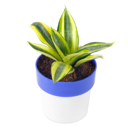 Sansevieria Mint Snake Live plant With White/Blue Pot