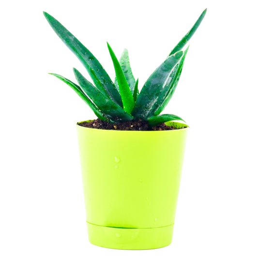 Aloevera live plant with self watering plastic pot