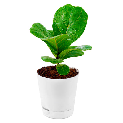 Fiddle Leaf Live Plant with White self-Watering Plastic Pot