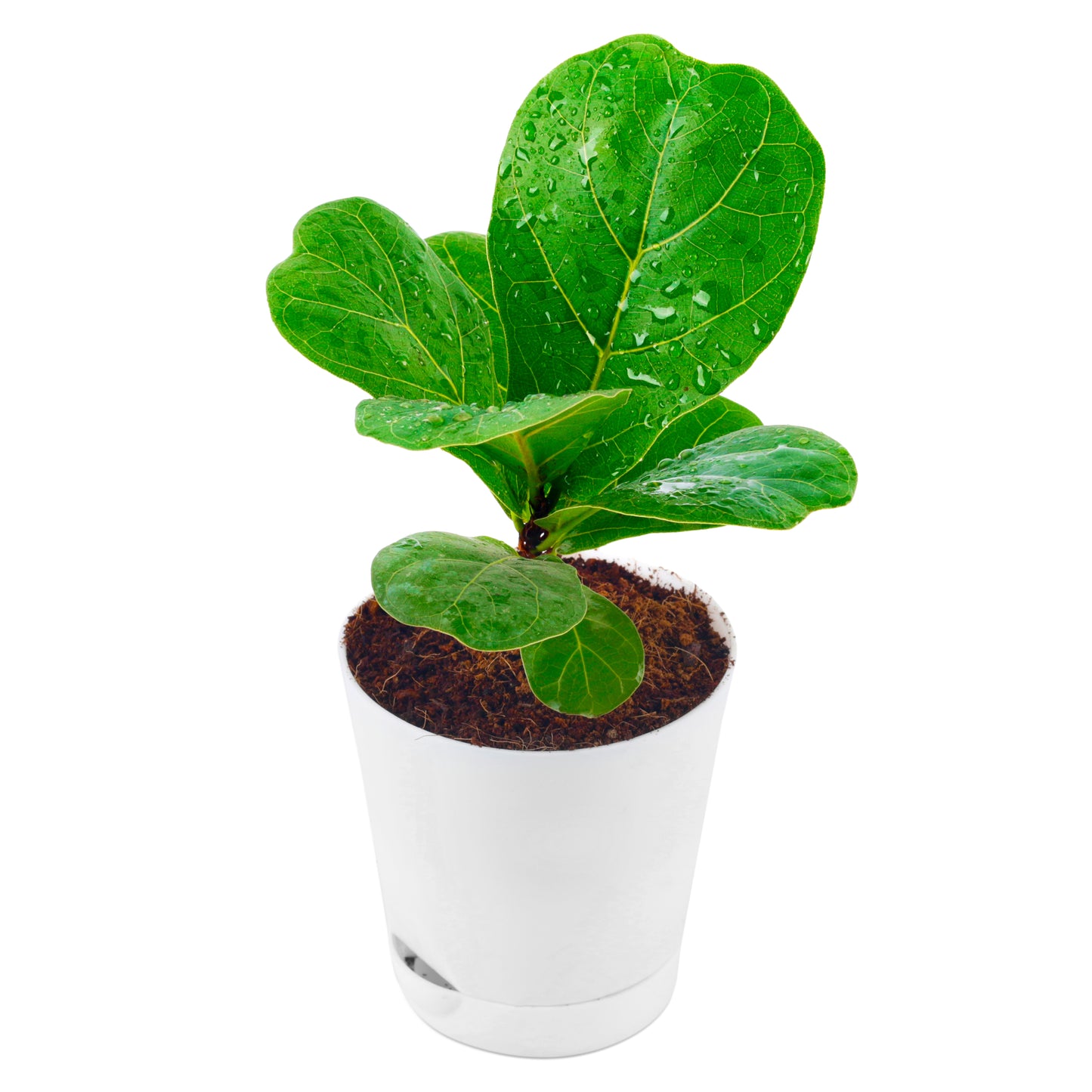 Fiddle Leaf Live Plant with White self-Watering Plastic Pot