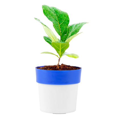 Fiddle Leaf fig Plant with Blue and White Plastic Pot