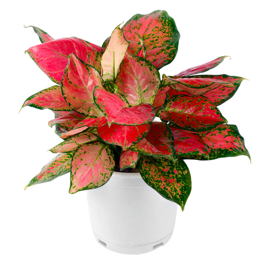 Red Aglaonema Plant with Basic white Pot