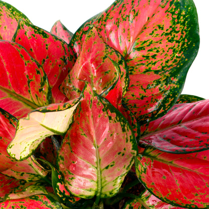 Red Aglaonema Plant with Basic white Pot