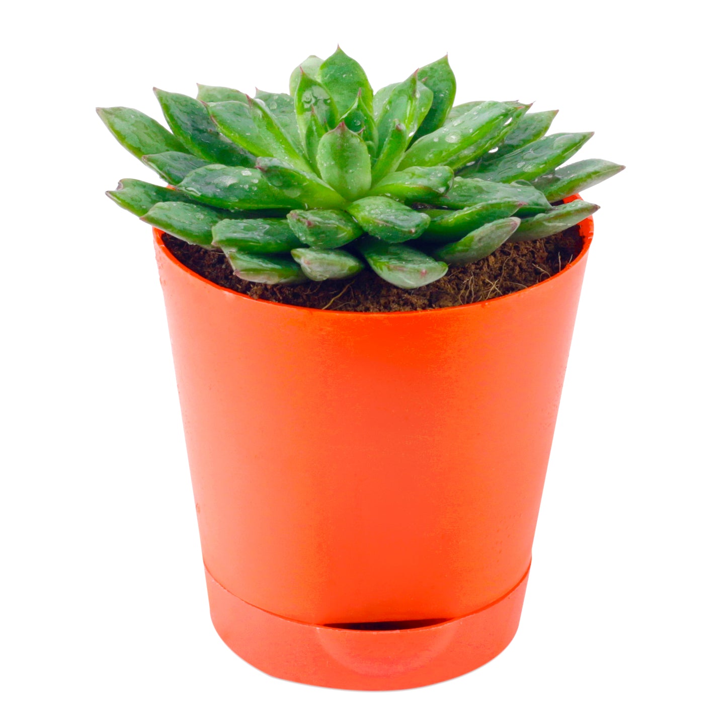 Vishnu Kamal Plant in Red self-watering Pot