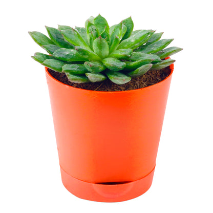 Vishnu Kamal Plant in Red self-watering Pot