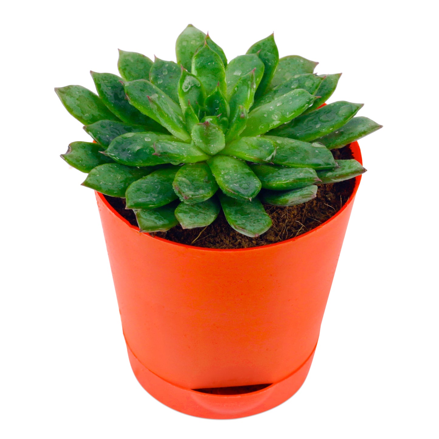 Vishnu Kamal Plant in Red self-watering Pot