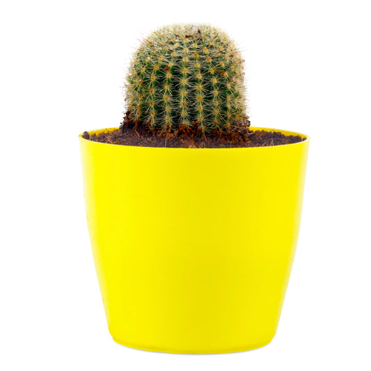 Ball Barrle Cactus live plant with yellow round Plastic Pot