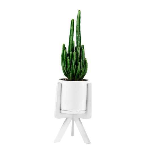 Triangular Cactus in white Ceramic Pot with stand
