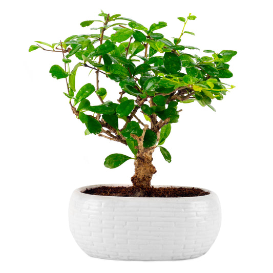 Carmona I Shaped Bonsai Live Indoor Plant With Ceramic White Vase Pot