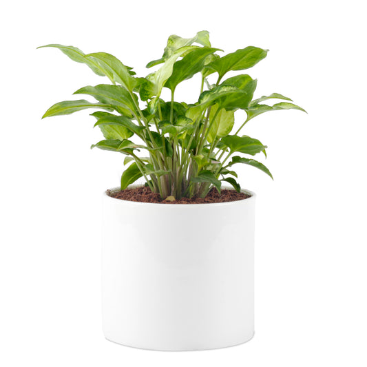 Syngonium Green Live plant with white Ceramic Round Pot