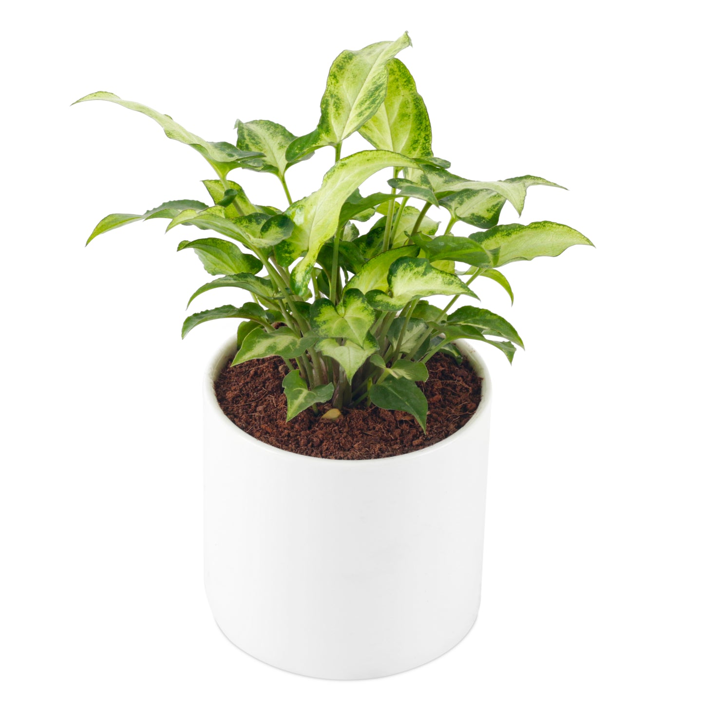 Syngonium Green Live plant with white Ceramic Round Pot