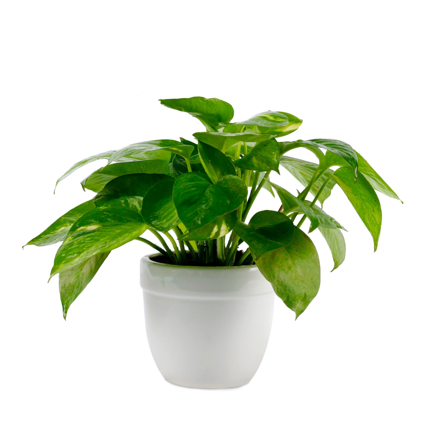 Good Luck Money Plant Green in 5.5 Inch Wide White Textured Plastic Pot (Size: Medium)