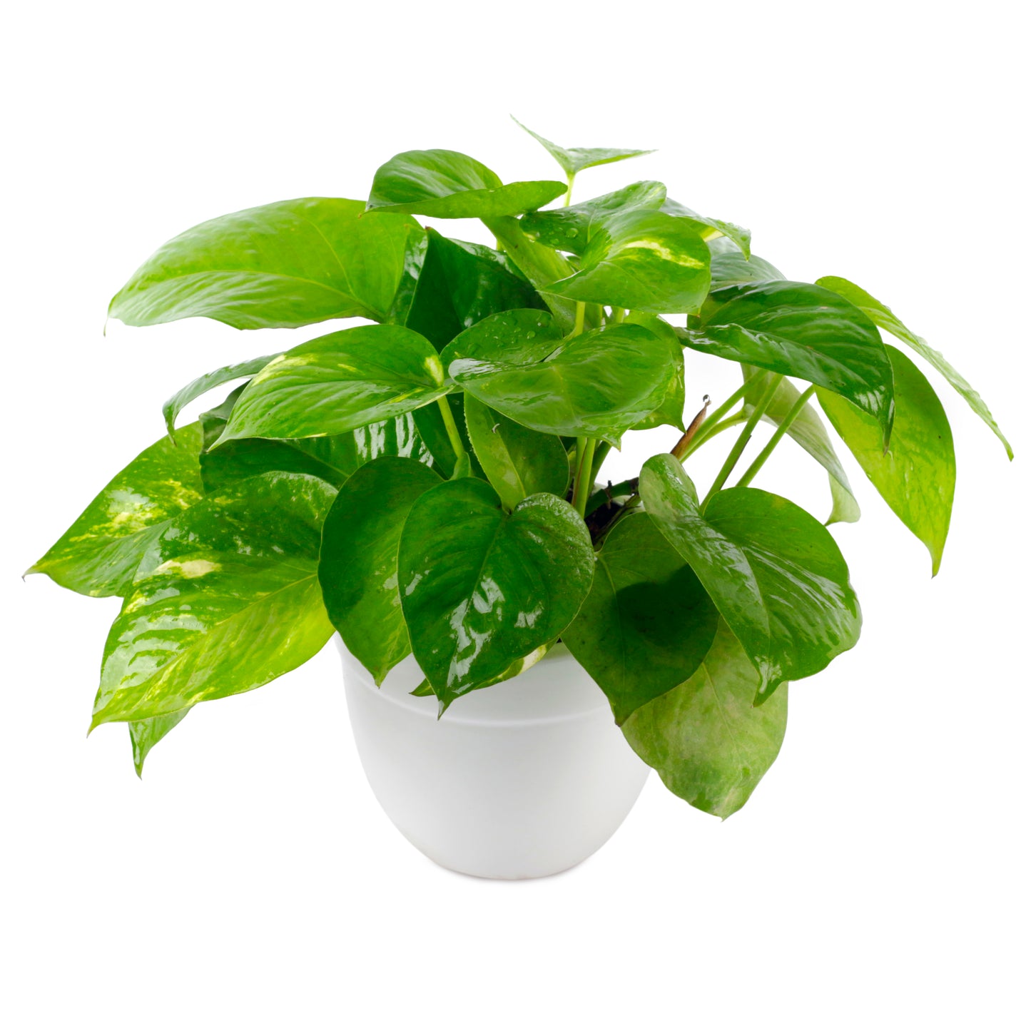 Good Luck Money Plant Green in 5.5 Inch Wide White Textured Plastic Pot (Size: Medium)
