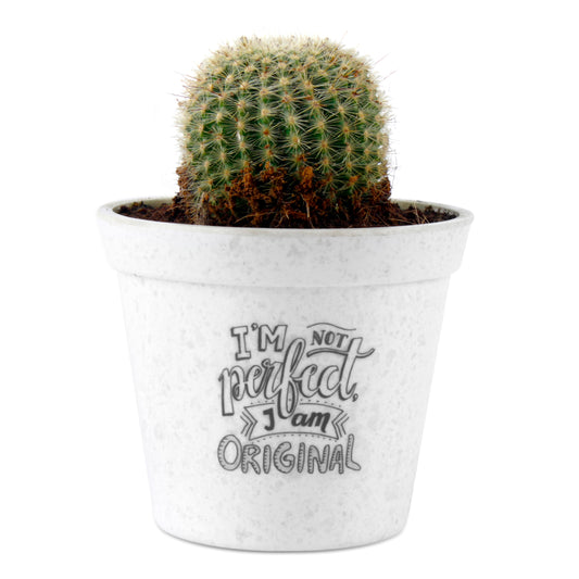 Ball Barrle Cactus Live Plant with White Printed Malemine Pot