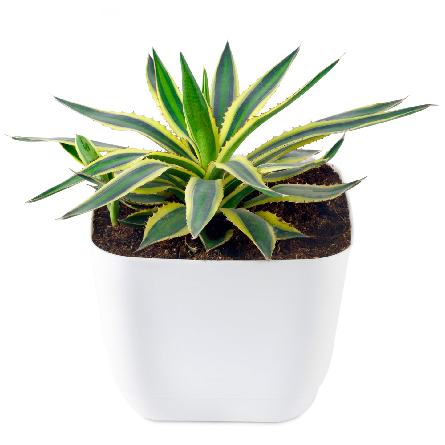 Agave Lophantha Quadricolor Live plant in White Pot