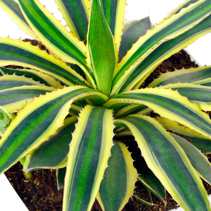 Agave Lophantha Quadricolor Live plant in White Pot