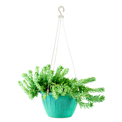 Succulent (Donkey tail) in hanggig basket