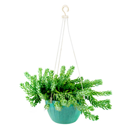 Succulent (Donkey tail) in hanggig basket