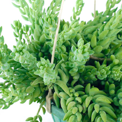 Succulent (Donkey tail) in hanggig basket