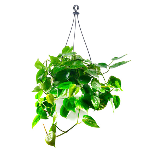 Oxycardium-Green-Philodendron With Hanging Basket